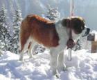 St. Bernard, de redding van een hond met de brandewijn vat om zijn nek