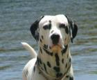 Dalmatische hond met zijn huid bedekt met vlekken