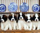 St. Bernard pups