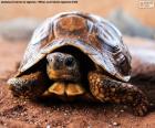 Terrestrische schildpad