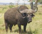 Wildebeest of GNU, rustig grazend op de savanne