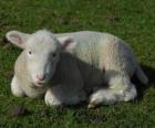 Lamb, een jonge schapen grazen