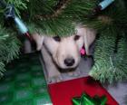 Hond verstoppen onder de kerstboom