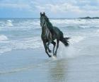 Horse, zwart galopperen op het strand