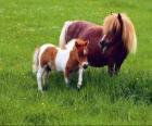 Twee pony's