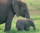 Familie olifanten
