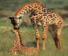 Familie van giraffen