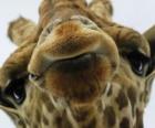 Gezicht van giraffe