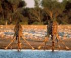 Twee giraffen, drinken op een vijver in de savanne