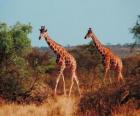 Giraffen lopen