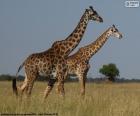 Twee giraffen in Savannah