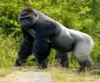 Grote gorilla