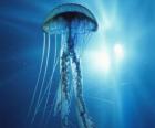 Een jellyfish, gelei of zee gelei met zijn tentakels