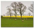Bomen in het Engels platteland