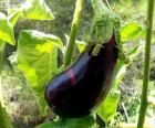 De aubergine is de eetbare vruchten van een plant geteeld sinds de oudheid