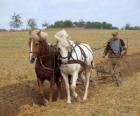 Ploegen met paarden effent