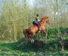 Technical Course Paardensport Mededinging, test de verstandhouding tussen paard en ruiter door middel van verschillende tests.