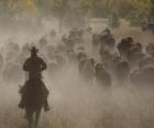 Cowboy leiden van een kudde