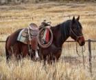 Paard van een cowboy