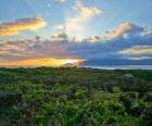 Wijngaard Landschap van de Pico, Portugal.