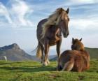 Twee paarden grazen in de bergen