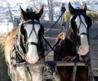 Twee paarden trekken een wagen