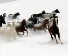 Kudde paarden lopen in de sneeuw