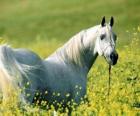 Arabische paard, wit op het veld