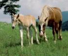 Merrie en veulen lopen op de prairie