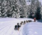 Dogsledding