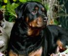 Rottweiler waakhond