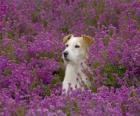 Fox Terrier in het veld