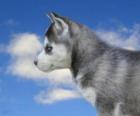 Puppy, Siberische Husky