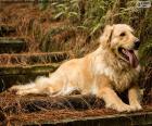 Golden retriever, in de tuin