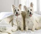 En West Highland White Terriers Westies