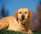 Labrador Retriever, met een bal in de mond