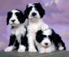 Drie mooie puppies