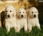Drie gouden retriever puppies