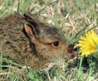 Konijn met een bloem