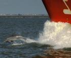 dolfijn zwemmen en springen in de voorkant van een boot