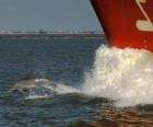 dolfijn zwemmen en springen in de voorkant van een boot