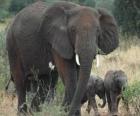familie olifanten
