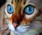 blauwe ogen kat