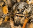 Een tarantula, Vogelspinnen, een grote spin met lange benen vol haren