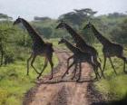 groep giraffen overschrijding van een weg