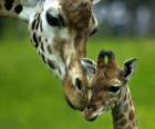 giraffe met haar baby