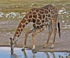 giraf drinken op een vijver