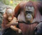 orang-oetan met haar baby