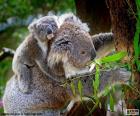 Koala met haar zoon in de rug omhoog een boom