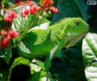 Groene leguaan de kleur kunt u worden verward met de vegetatie